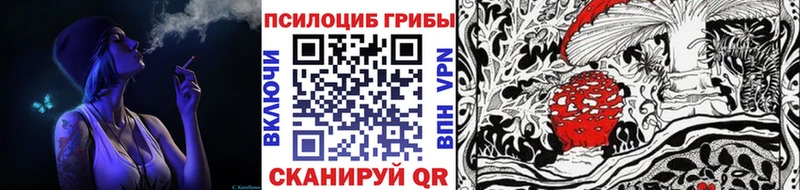 блэк спрут сайт  Болгар  Галлюциногенные грибы Psilocybine cubensis 